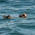 Sea Otter - Tofino
